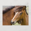 Recherche de juments cartes postales Colt