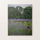 Suche nach lavendel blume puzzle Feld