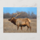 Recherche de élan cartes postales Bois de cerf