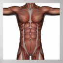 Recherche de muscle humain posters Bras