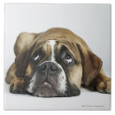 Recherche de bouledogue carreaux Photographie