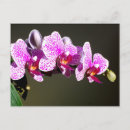 Suche nach orchideen foto postkarten Rosa