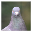 Recherche de pigeons posters Nature