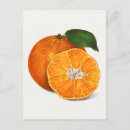 Recherche de mandarine cartes postales Vintage