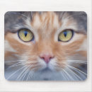 Recherche de petit adorable tapis souris Chaton