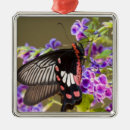 Suche nach fehler ornamente Schmetterling