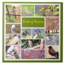 Suche nach vogel foto fliesen Vögel