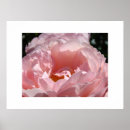Suche nach rosenblüte poster Natur