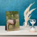 Suche nach stier fotoplatten Wildtiere