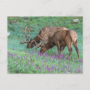 Recherche de mâles cartes postales Wapiti
