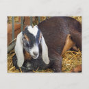 Suche nach goat postkarten Foto