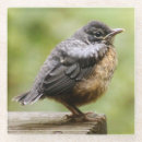 Suche nach rotkehlchen untersetzer Vogel