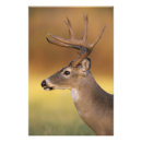 Recherche de cerf virginie posters Bannir