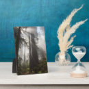 Recherche de arbre séquoia plaques Superstock