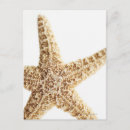 Recherche de créatures de mer posters Carré