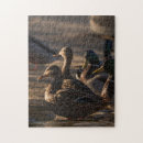 Suche nach duck puzzle Natur
