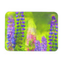Suche nach lupine magnete Lila