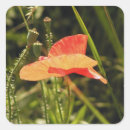Recherche de coquelicot autocollants Floraison
