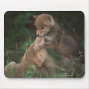 Suche nach werden sie kojote mousepads Tier