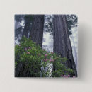 Recherche de state badges Forêt