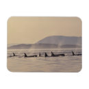 Recherche de orques magnets Animal