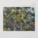 Suche nach seide postkarten Kalifornien