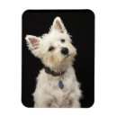 Recherche de occidental magnets Animaux