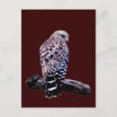 Recherche de buse cartes postales Animal