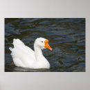 Suche nach gans poster Tiere