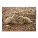 Recherche de canard noir cartes postales Extérieur