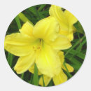 Suche nach taglilien aufkleber Blume