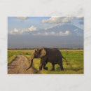Recherche de kilimanjaro cartes postales Nature