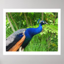 Suche nach schöner pfau poster Vogelvogel