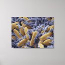 Suche nach bakterien leinwandbilder Mikrografie