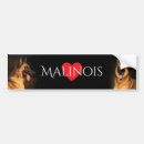 Recherche de malinois voiture autocollants Chien