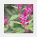 Suche nach gardens magnete Blume