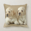 Suche nach labrador welpe kissen Portrait