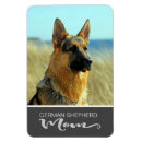 Recherche de ch magnets Berger allemand