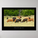 Suche nach angus kuh poster Feld