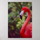 Suche nach florida vogel poster Flamingo