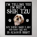 Recherche de shih tzu chien art Animal de compagnie