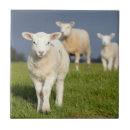 Recherche de curieux carreaux Animal