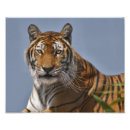 Suche nach indischer tiger poster Katze