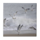 Suche nach flügel fliesen Vögel