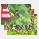 Suche nach kolibri geschenkpapier Fotografie