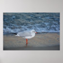 Suche nach möwen poster Strand