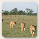 Suche nach konzentration untersetzer Wild lebende tiere