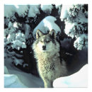 Recherche de photo de loup posters Pour tous