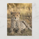 Suche nach acinonyx jubatus postkarten Wildkatze