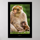 Suche nach niedliche affen poster Primat